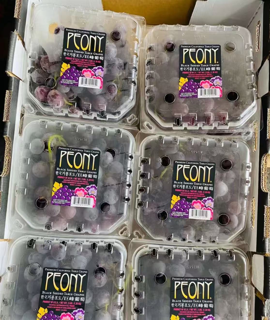 Pony 巨峰葡萄 3lbs