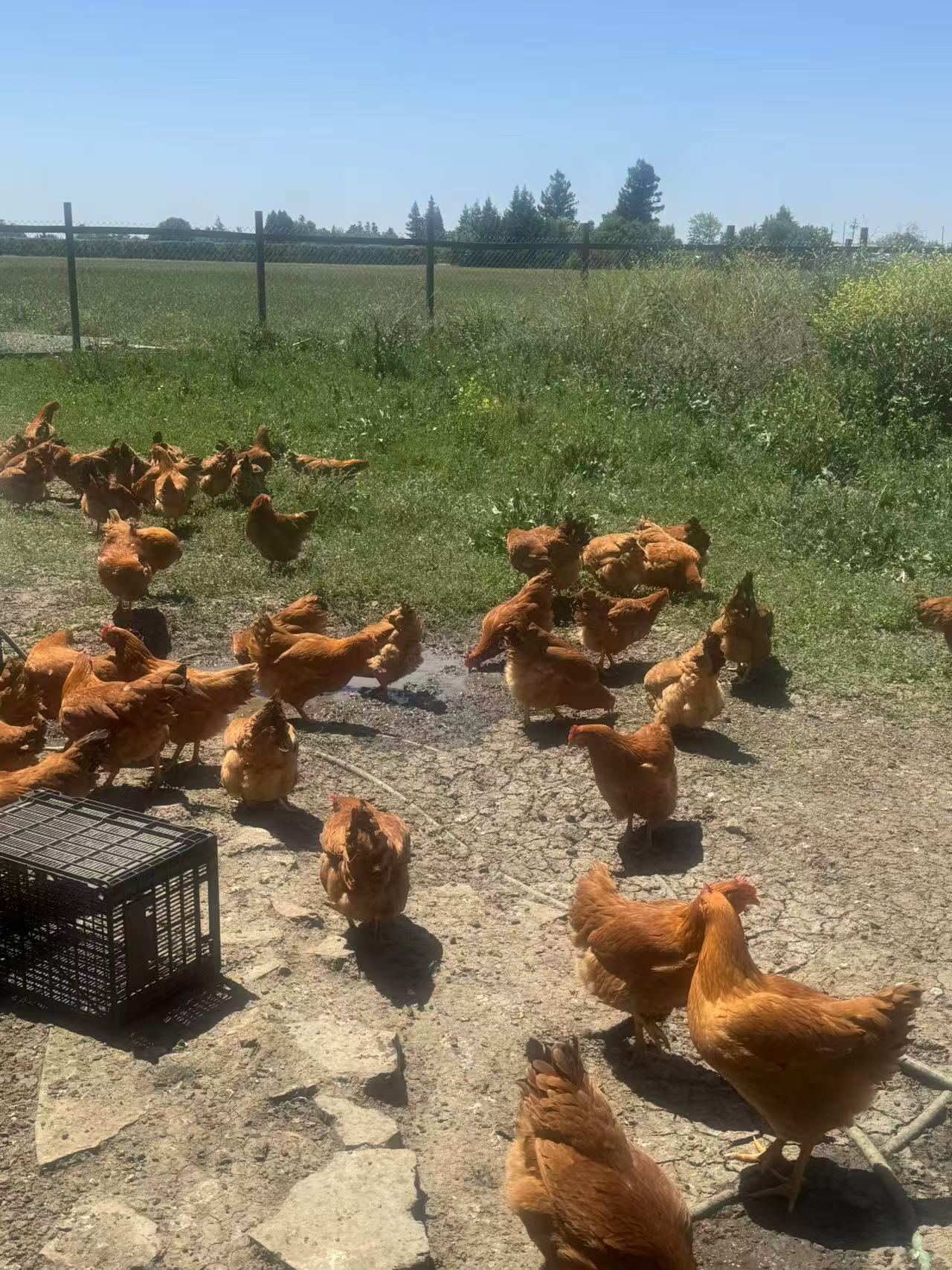 细骨黄毛鸡 7个月