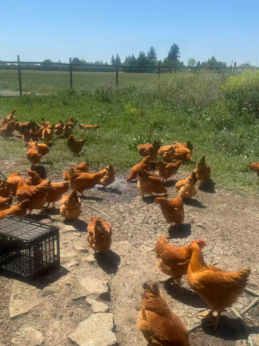 细骨黄毛鸡 7个月