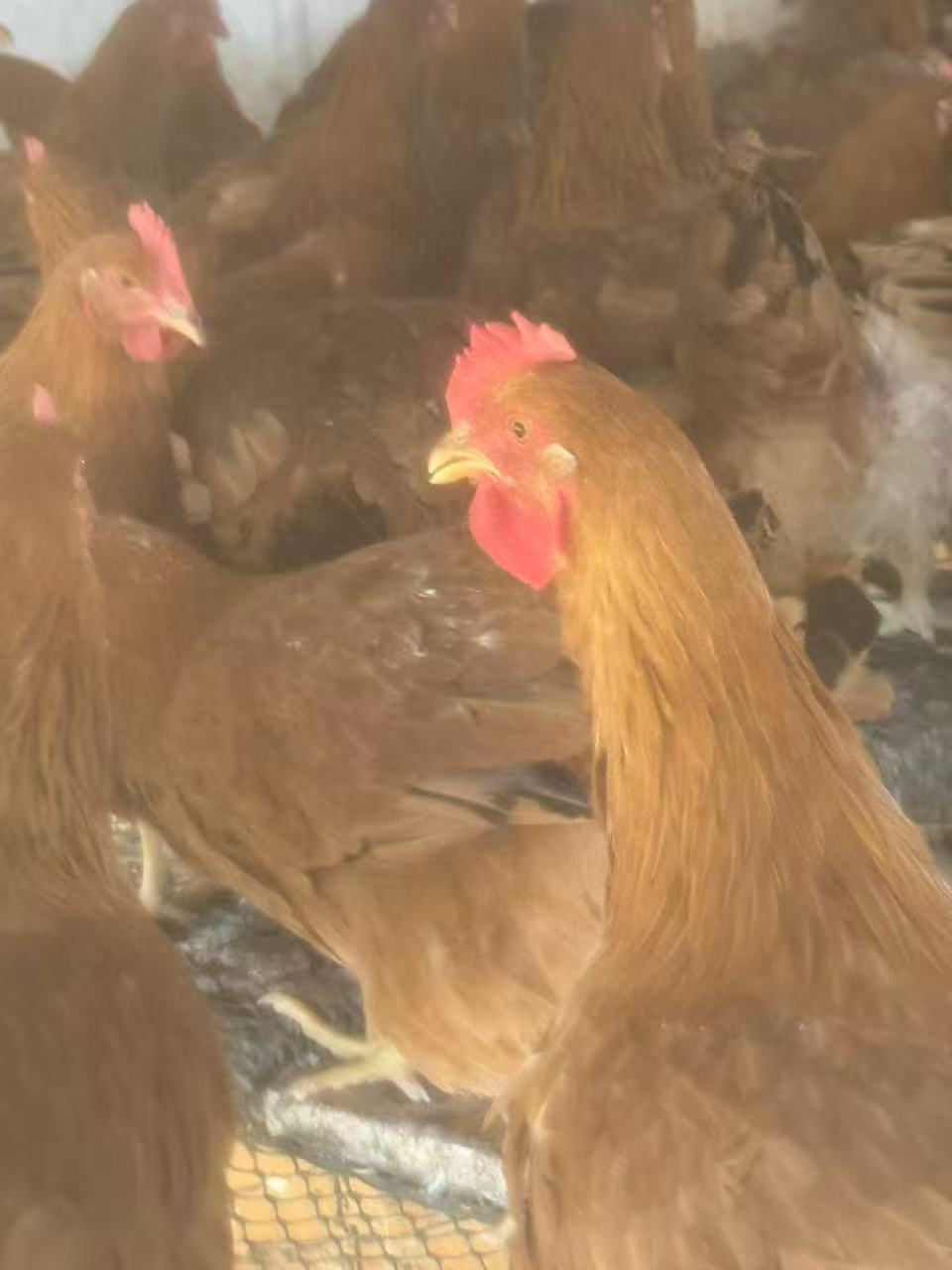 大天然散养黄油鸡 3.8-4.5lbs