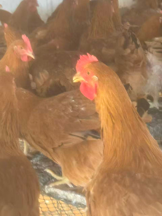 大天然散养黄油鸡 3.8-4.5lbs