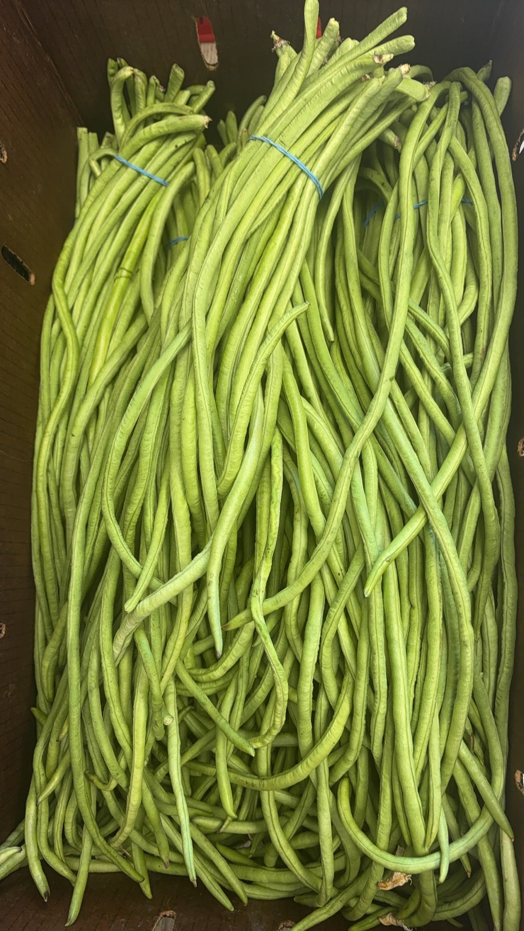 长缸豆 2磅