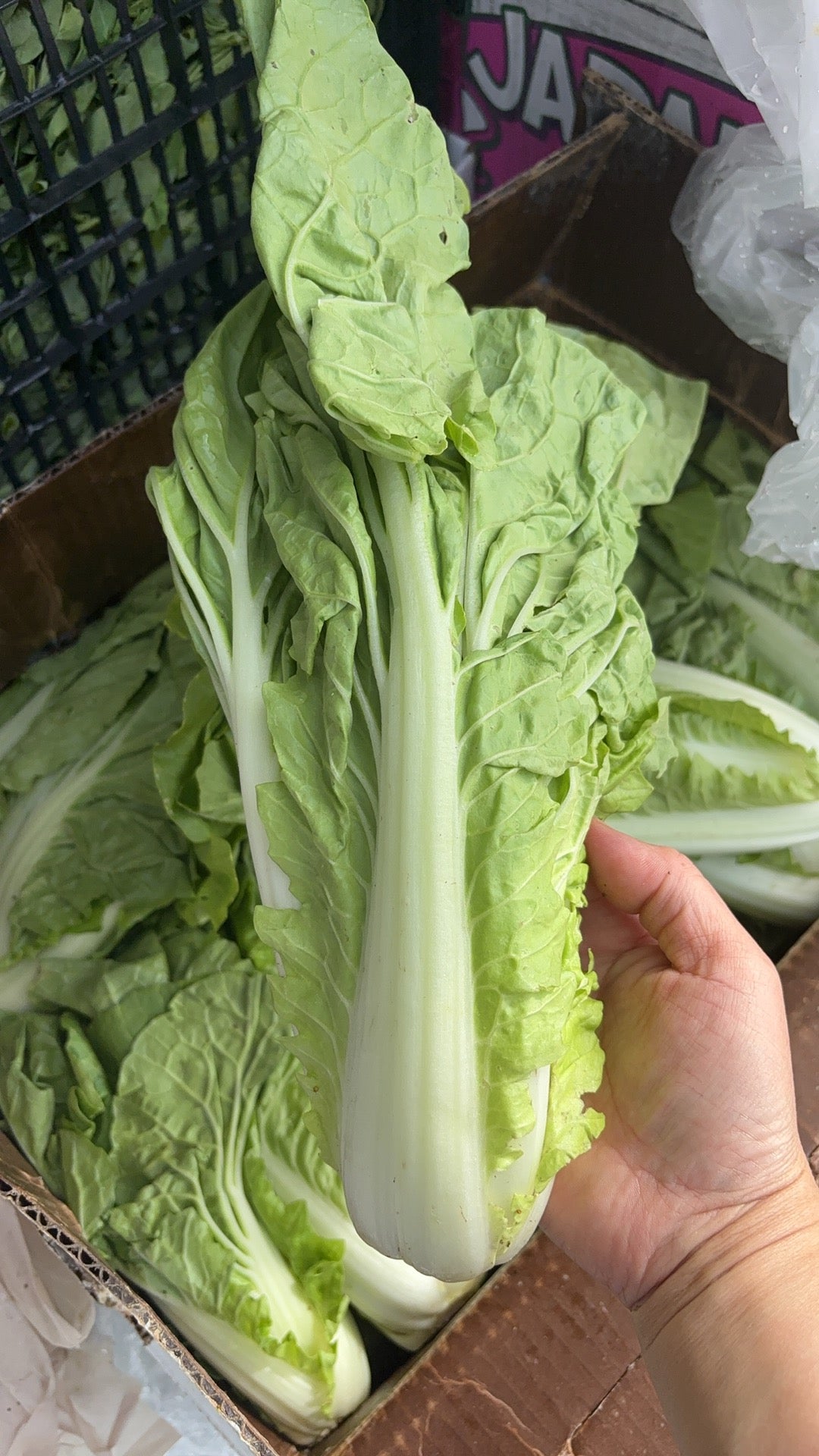 台湾甜白菜 1磅