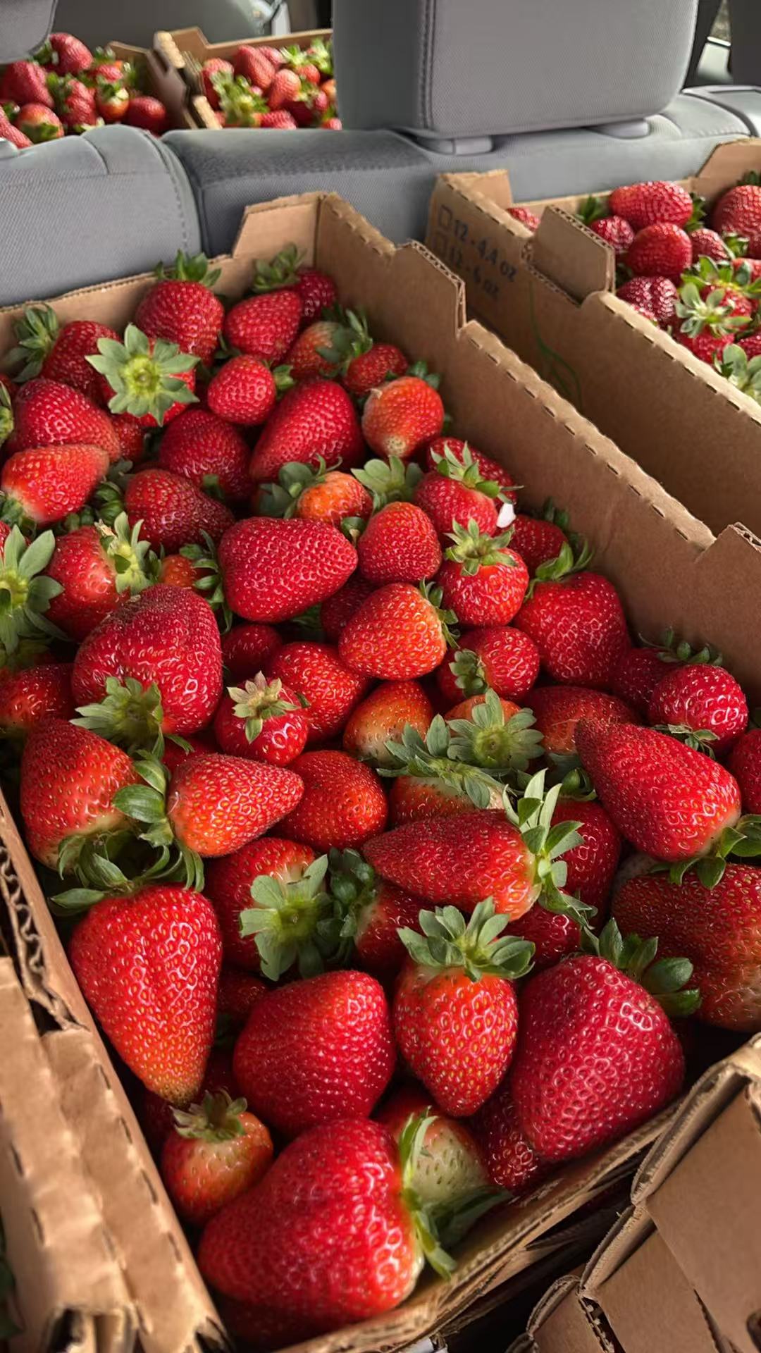 农场好吃草莓🍓  6磅