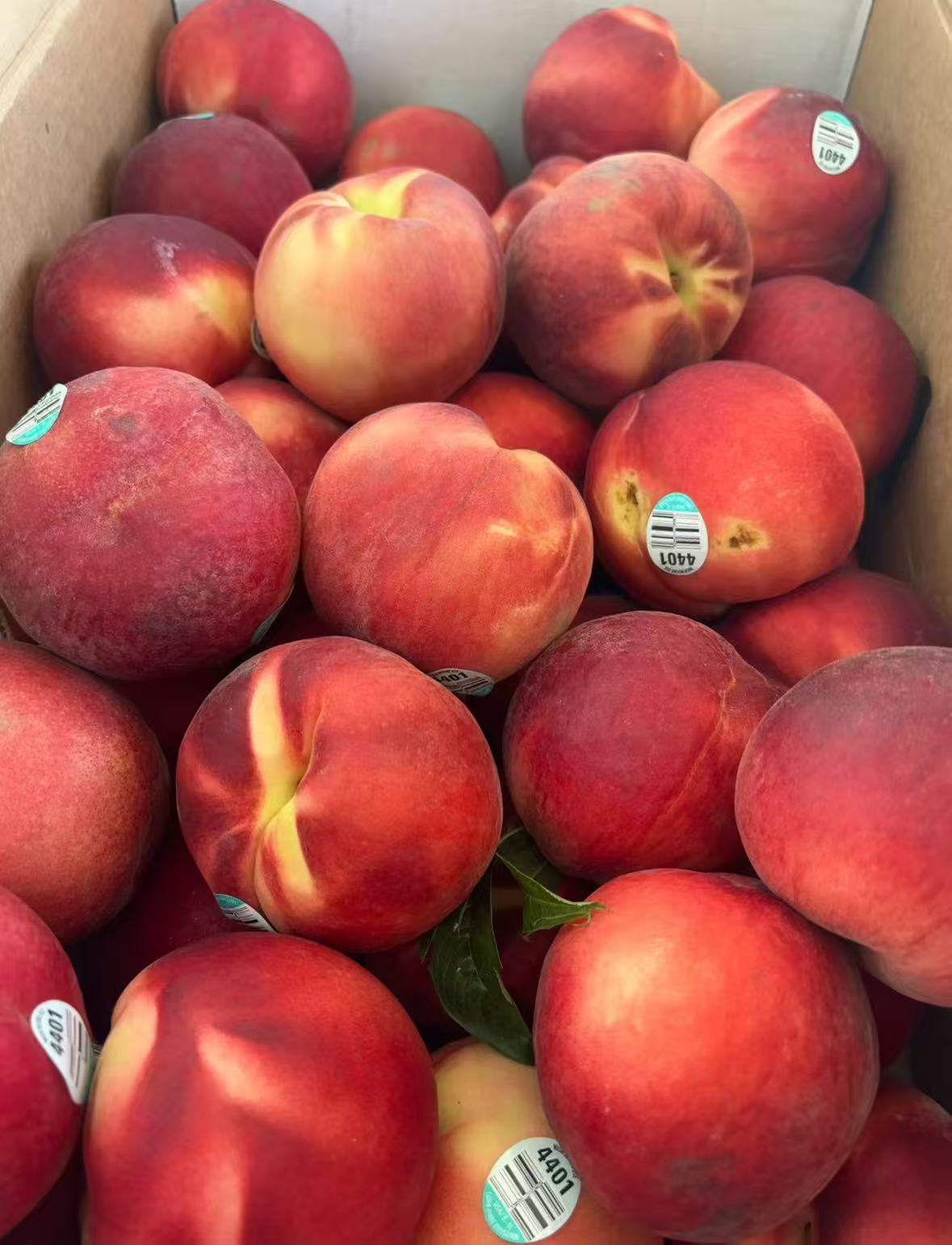 Gift Card 4401 Peach 25磅/箱